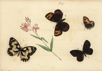 Dambordje, Melanargia galathea 1, Spaanse heivlinder, Pyronia bathseba 2, amandelzandoogje, Erebia alberganus 3, en voorjaarszandoogje, Erebia epistygne 4